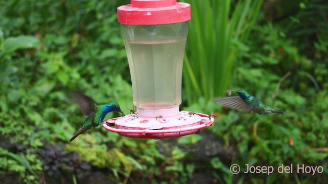 kolibřík azurovoprsý - ML543570251