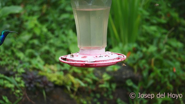 kolibřík azurovoprsý - ML543570651