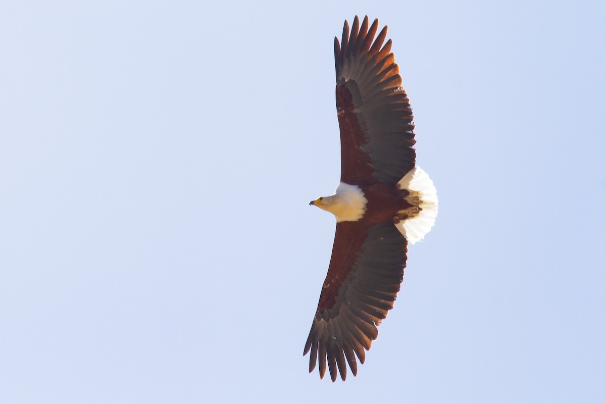 African Fish-Eagle - ML543570981