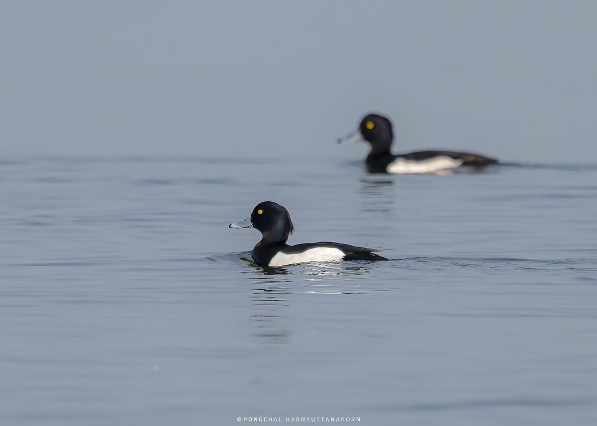Tufted Duck - ML543574021