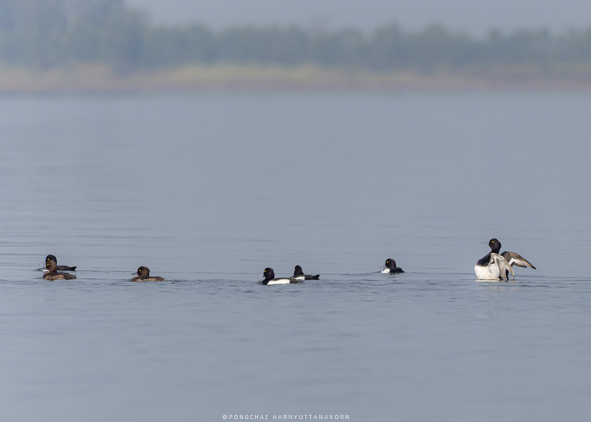 Tufted Duck - ML543574051