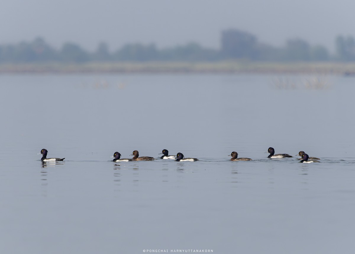 Tufted Duck - ML543574231