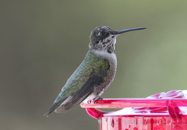 Black-chinned Hummingbird - ML54357691