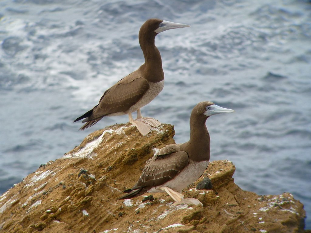 Brown Booby - ML54357971