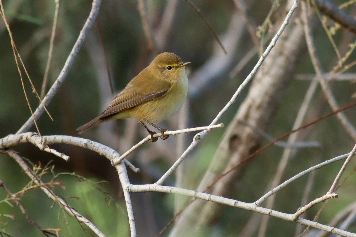 Common/Iberian Chiffchaff - Frédéric Bacuez