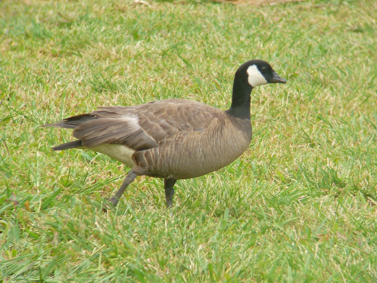 Cackling Goose (minima) - ML54358121