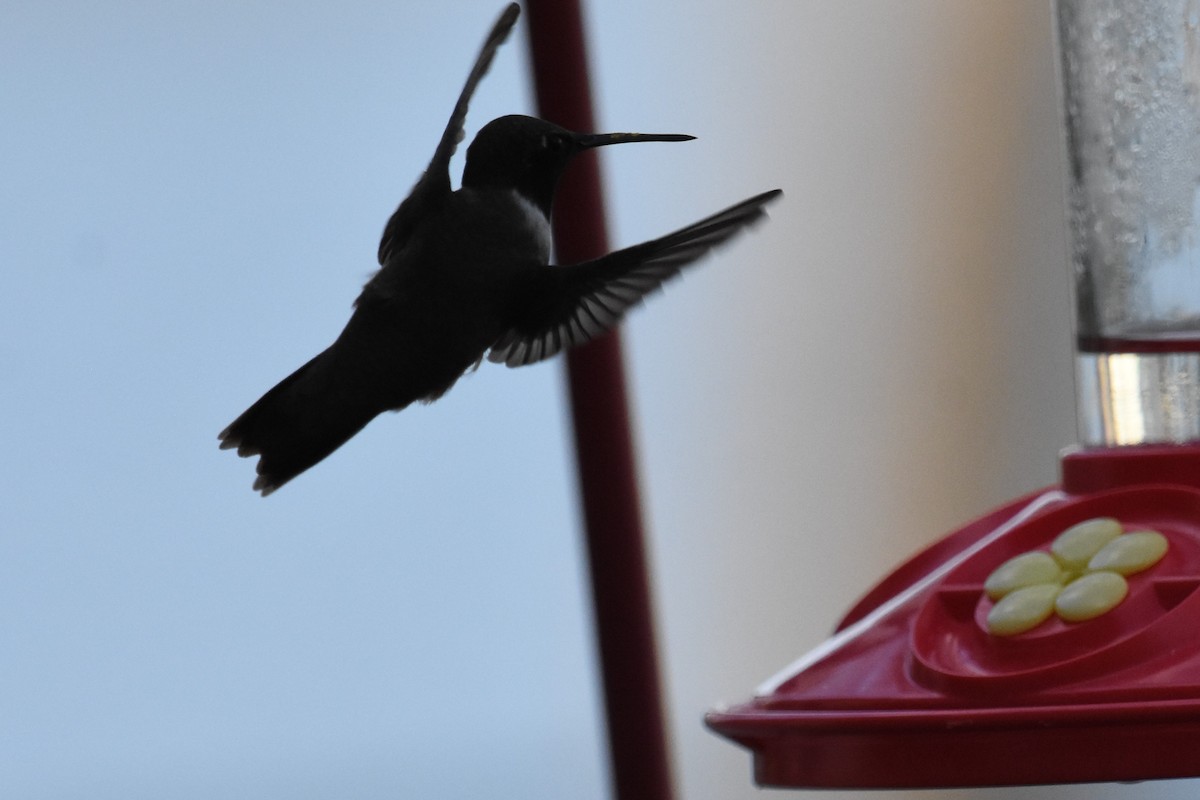 Black-chinned Hummingbird - ML543581331