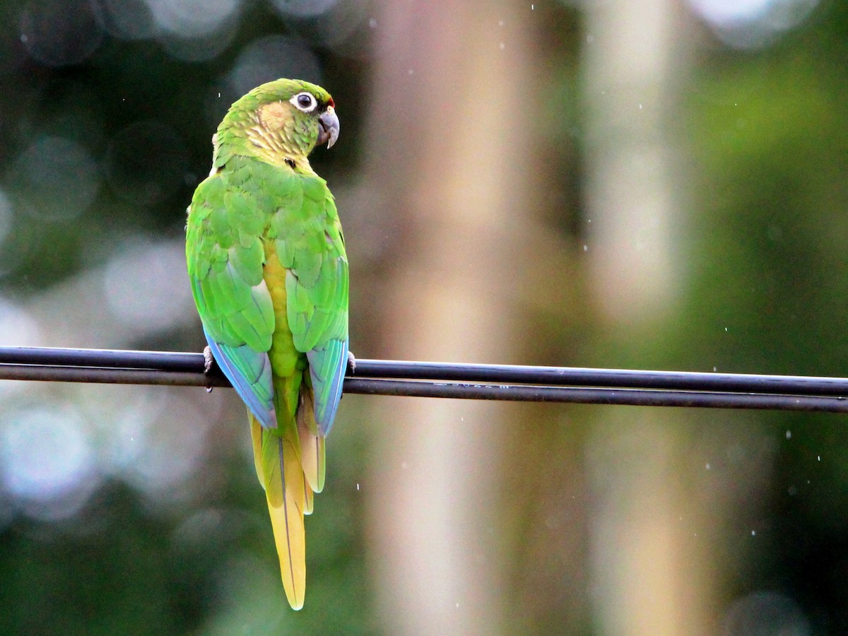 Maroon-bellied Parakeet (Green-tailed) - Evair Legal