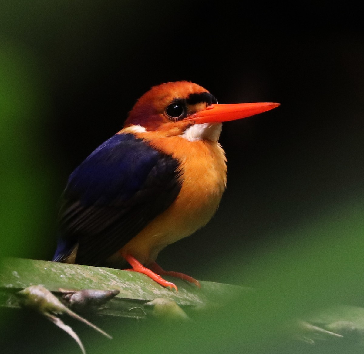 African Dwarf Kingfisher - ML543603231