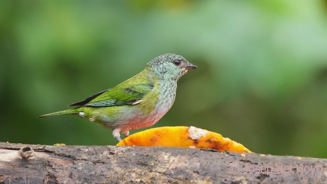 Black-capped Tanager - ML543605941