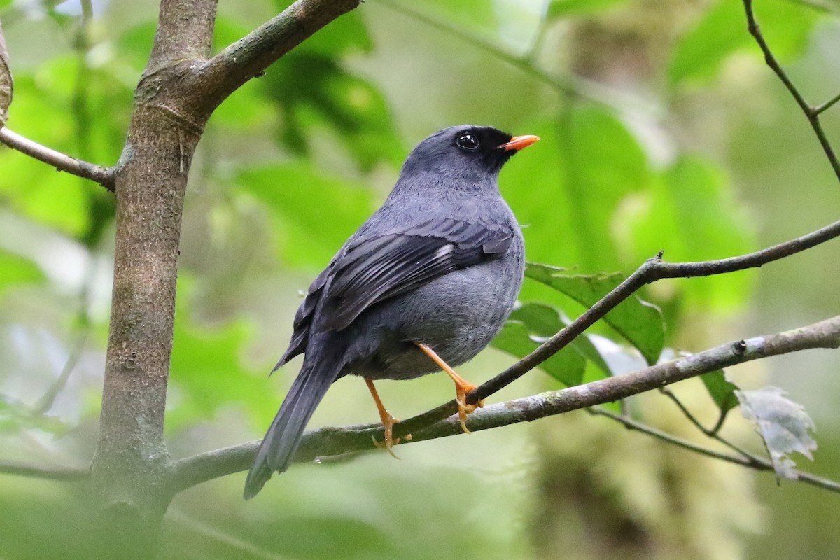 Black-faced Solitaire - ML543608391