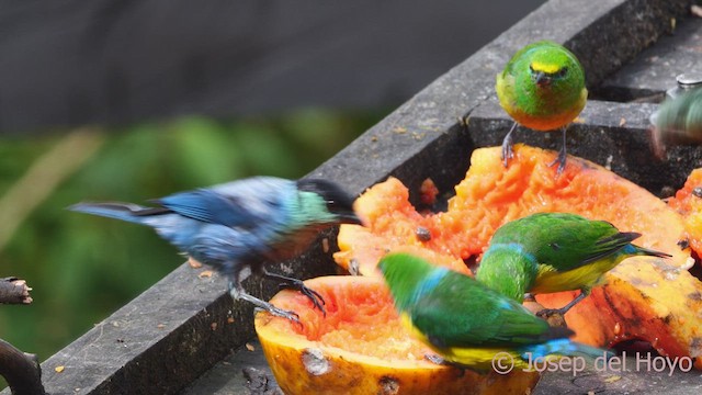 Black-capped Tanager - ML543609011