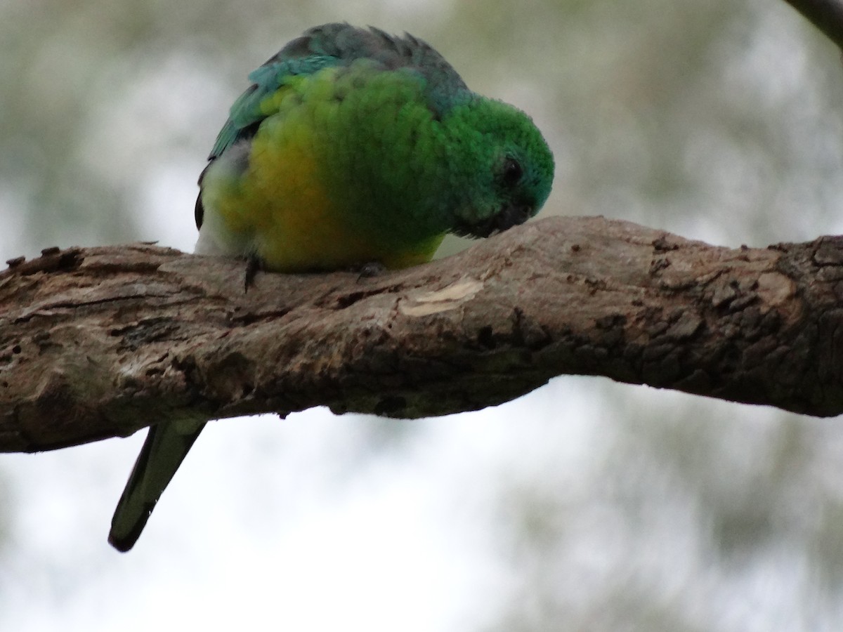 Red-rumped Parrot - ML543612451