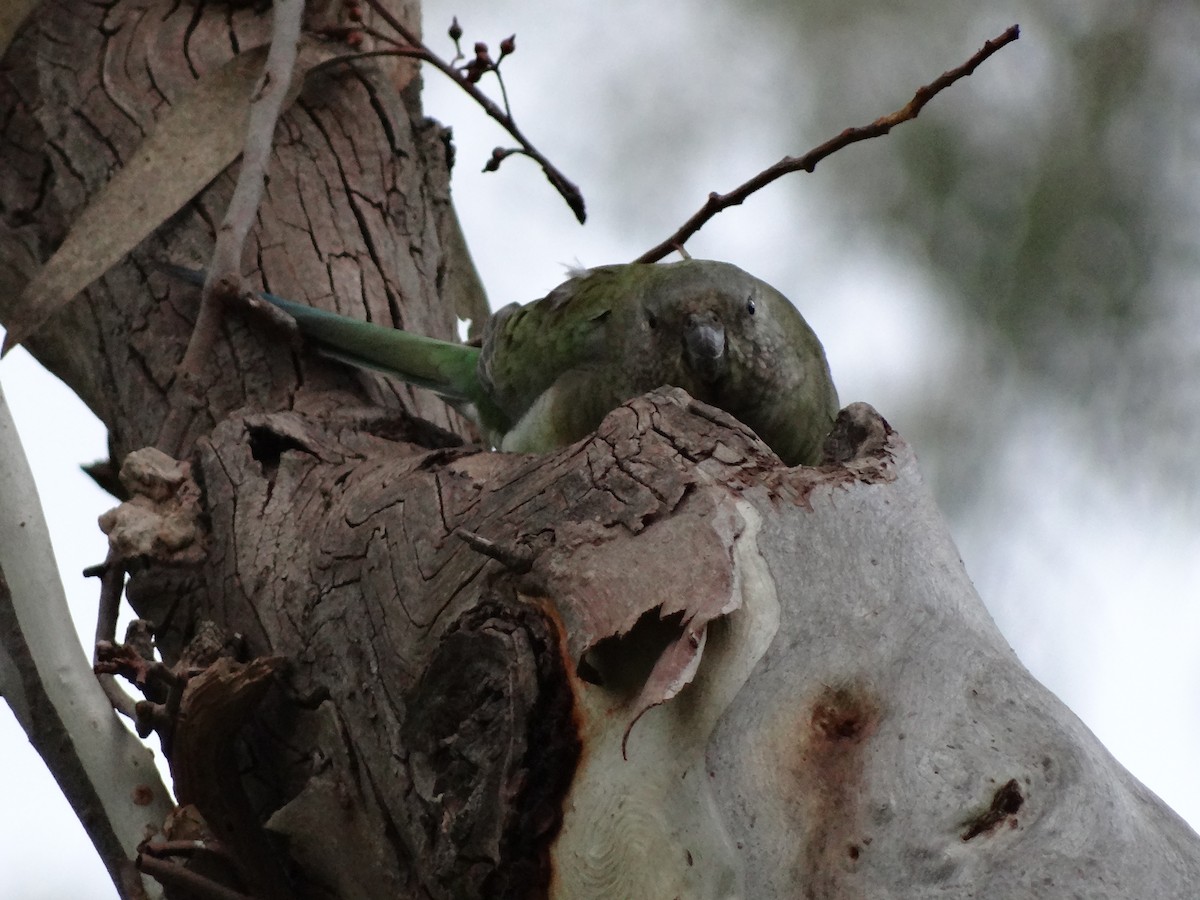 Red-rumped Parrot - ML543612501