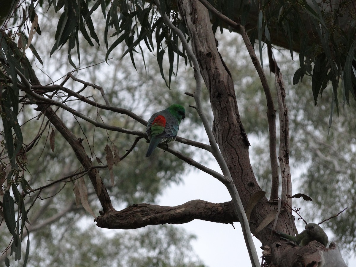 Red-rumped Parrot - ML543612541