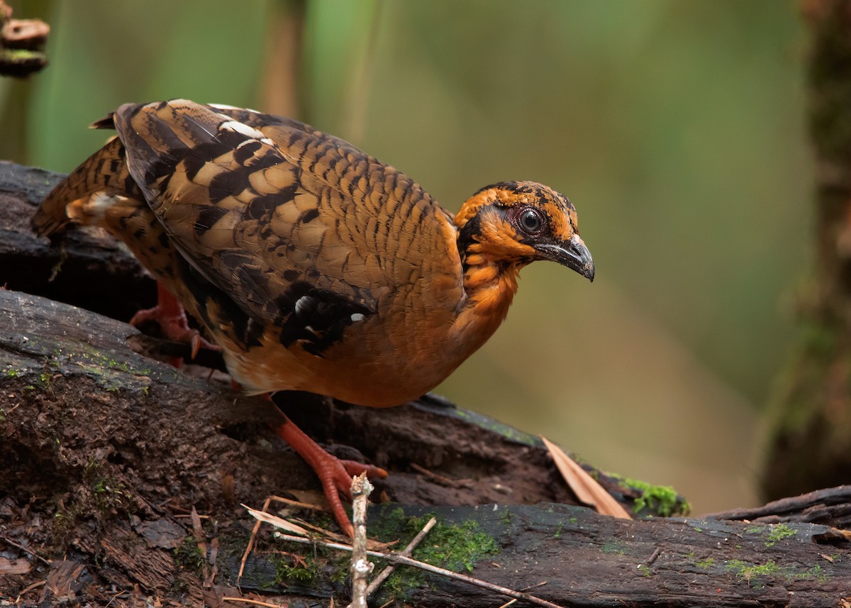 Red-breasted Partridge - ML543613491