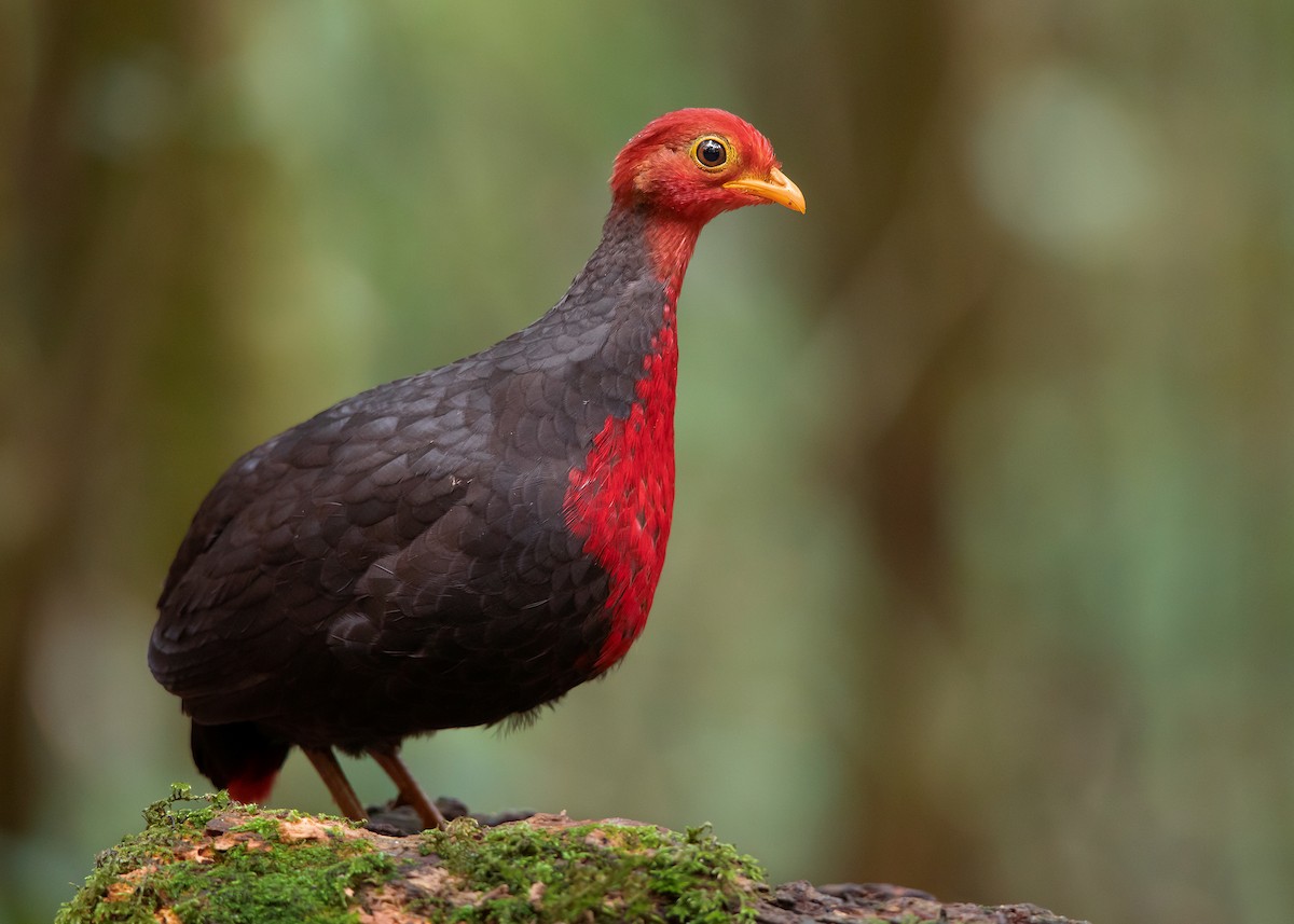 Crimson-headed Partridge - Ayuwat Jearwattanakanok