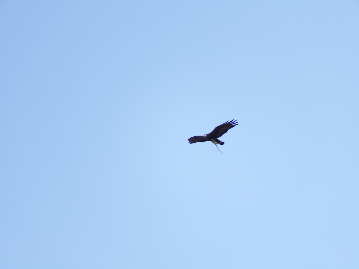 Zone-tailed Hawk - Mayron McKewy Mejia
