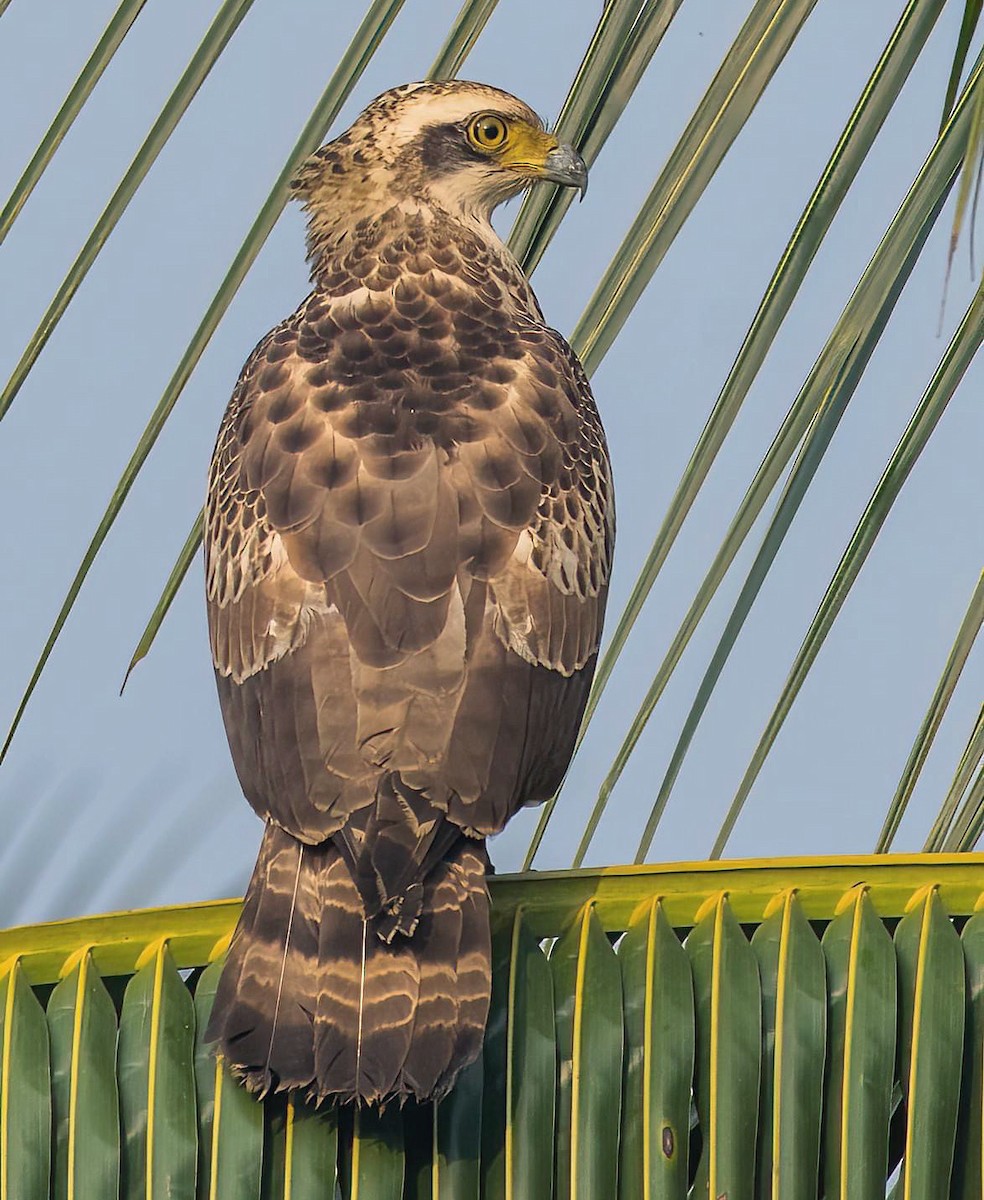 Crested Serpent-Eagle - ML543616181