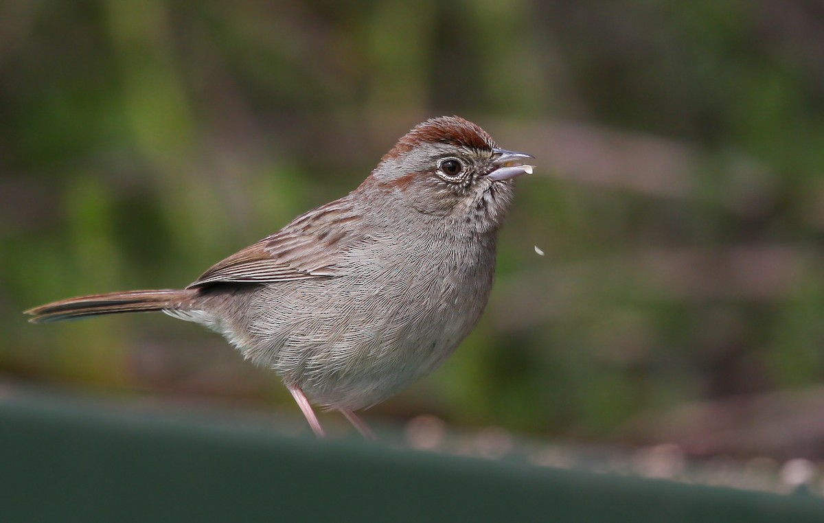 Rufous-crowned Sparrow - ML543618321
