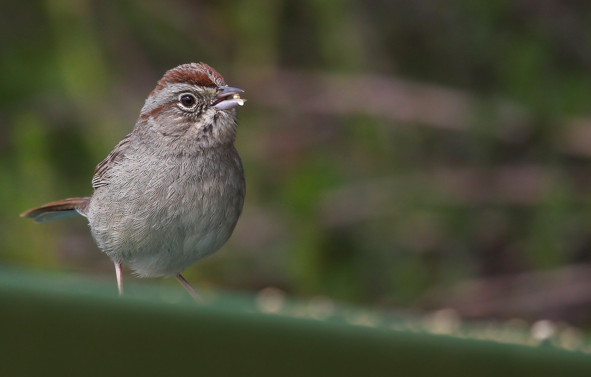 Rufous-crowned Sparrow - ML543618331