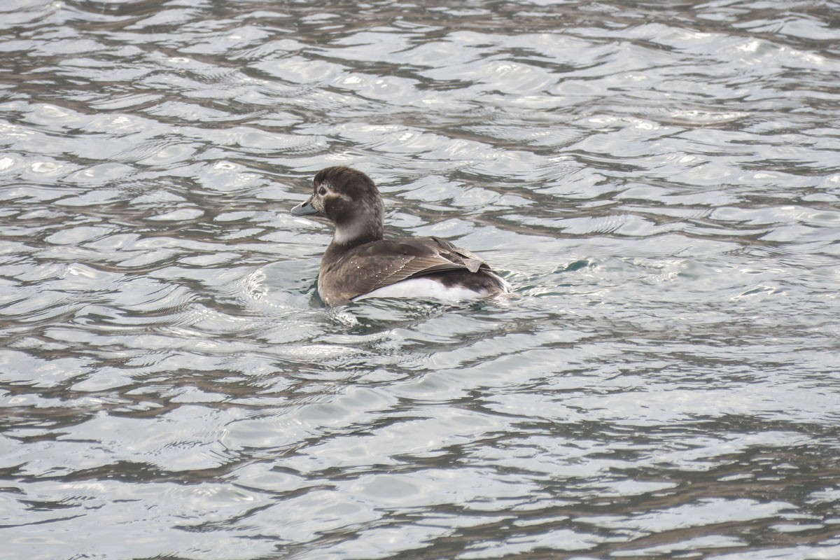 Long-tailed Duck - ML543620891