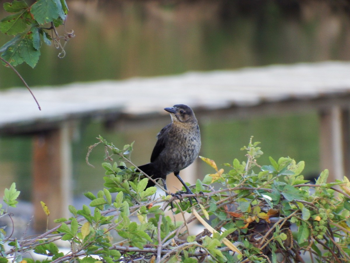 Great-tailed Grackle - ML54362121