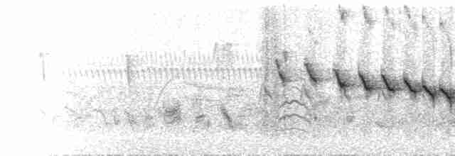  - Slender-billed Babbler