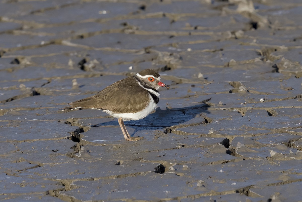 Three-banded Plover - ML543623131