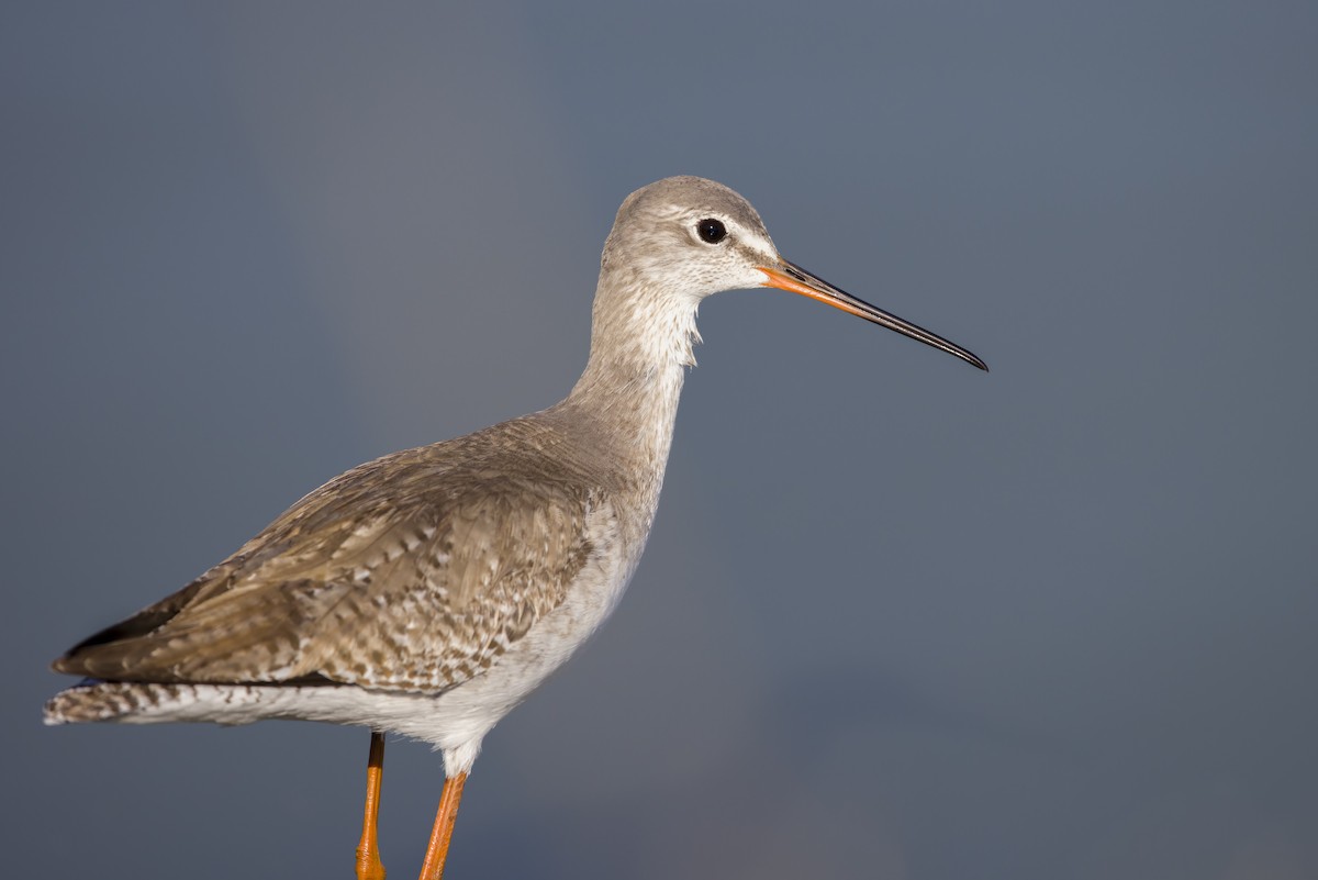 Spotted Redshank - ML543623141
