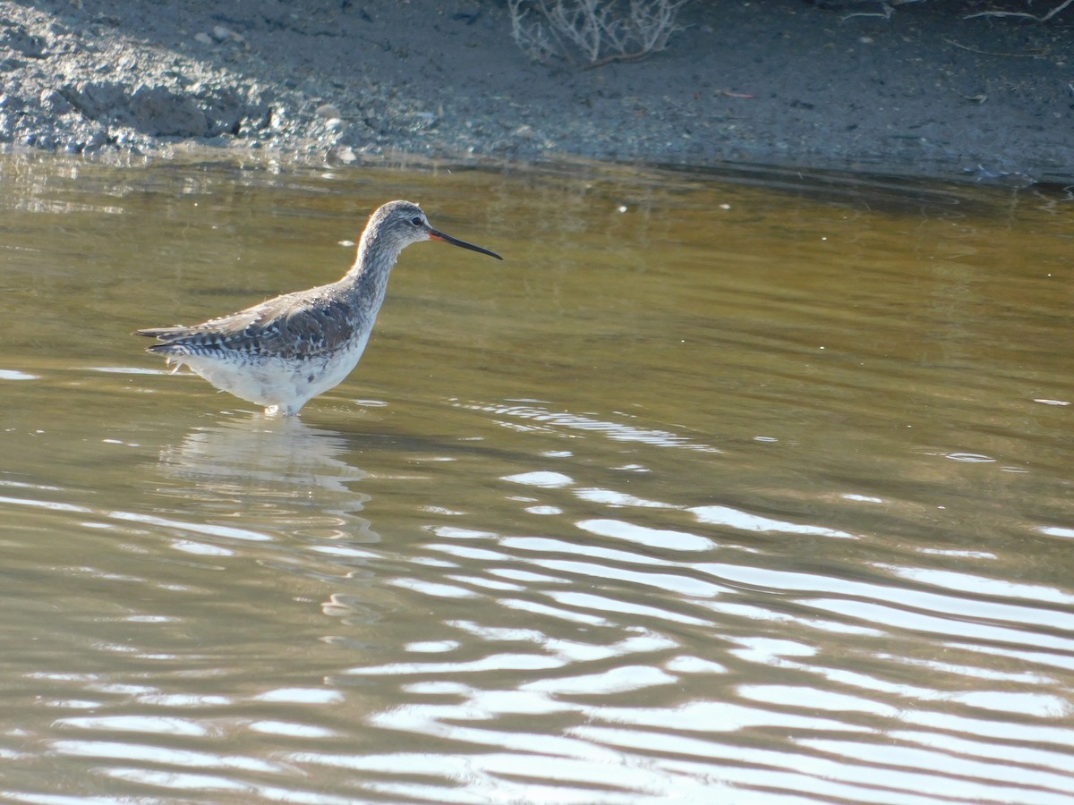 Spotted Redshank - ML543626981