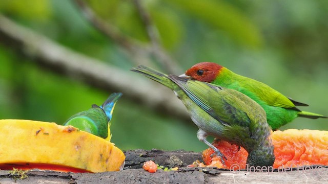 Bay-headed Tanager (Bay-and-green) - ML543627611