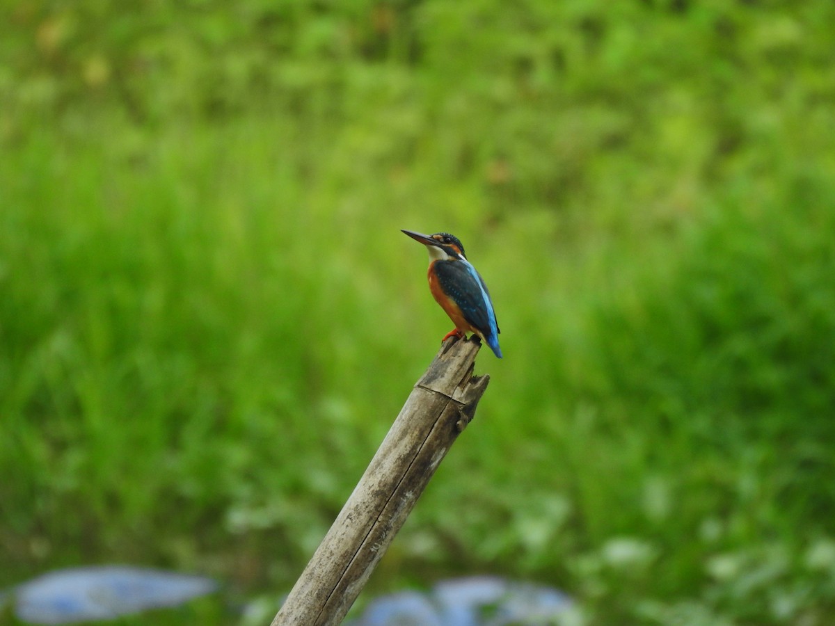 Common Kingfisher - Ulva Jyotirmay Janakshree