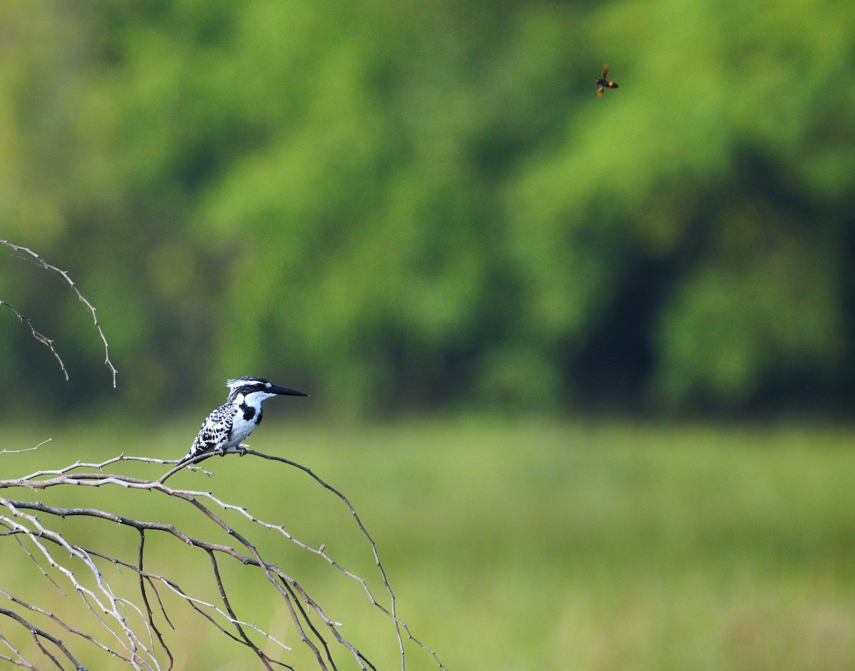 Pied Kingfisher - Ulva Jyotirmay Janakshree