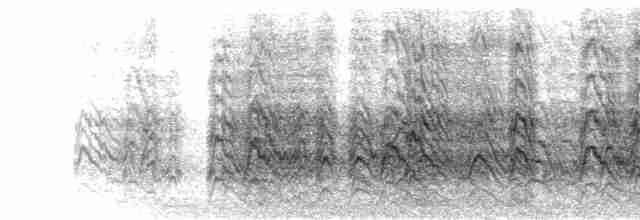  - Northern Pied-Babbler