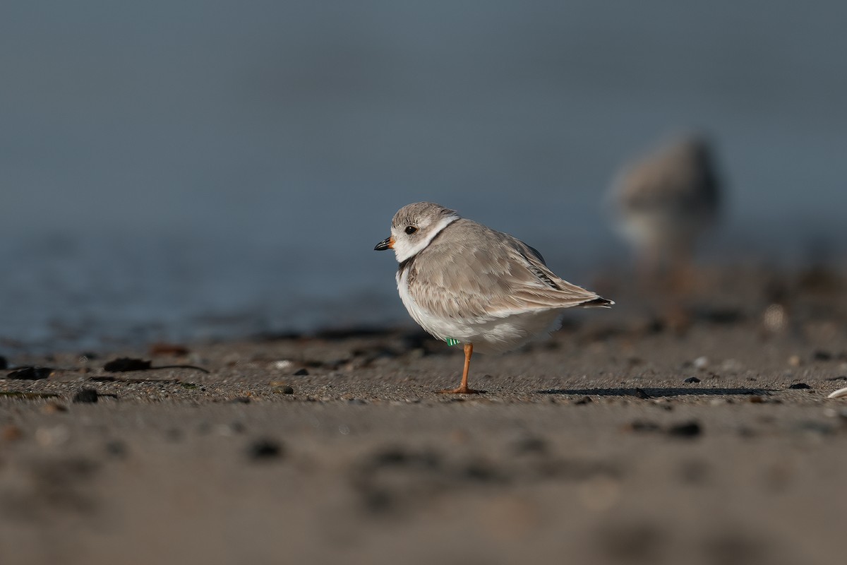 Piping Plover - ML543631651