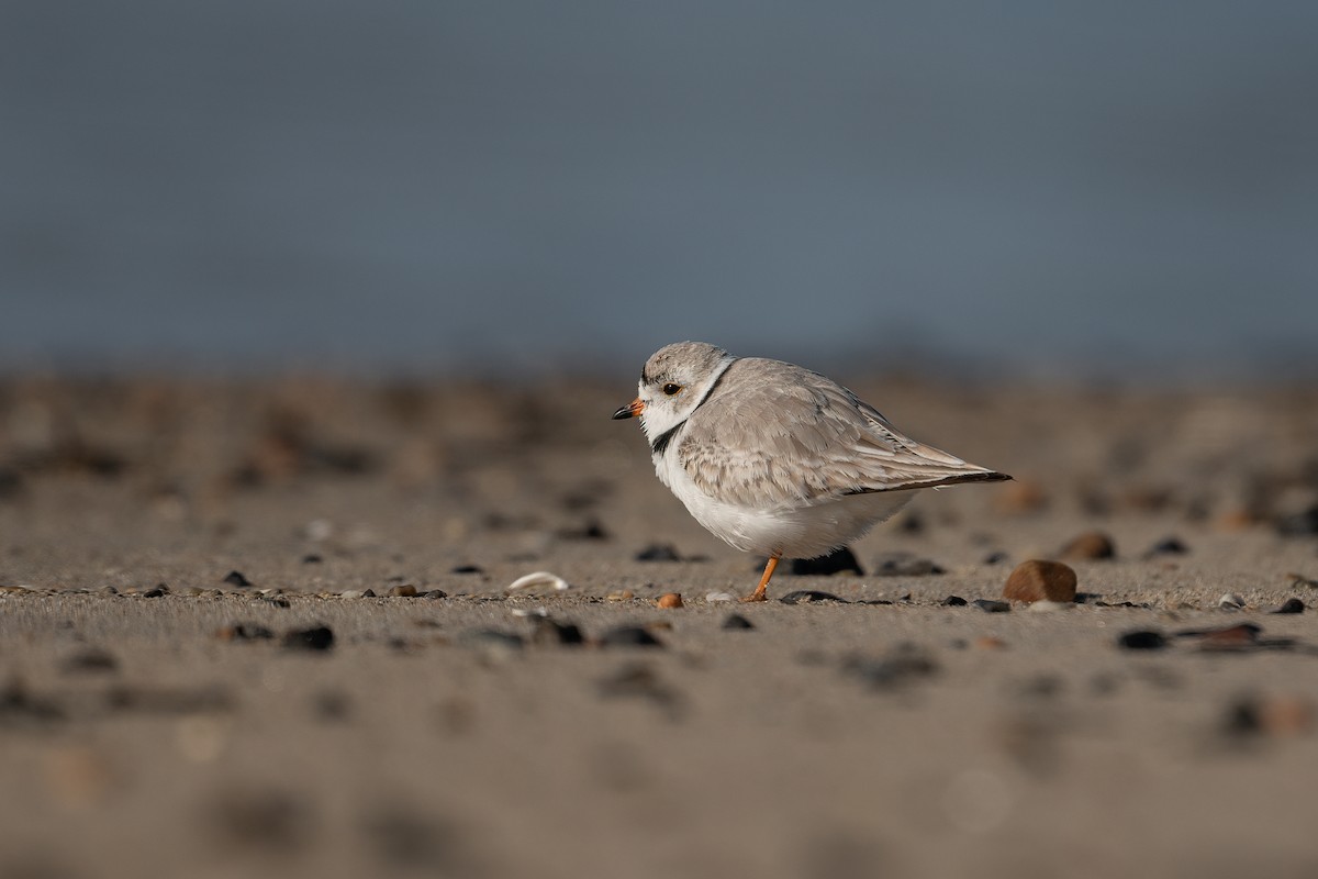 Piping Plover - ML543631661