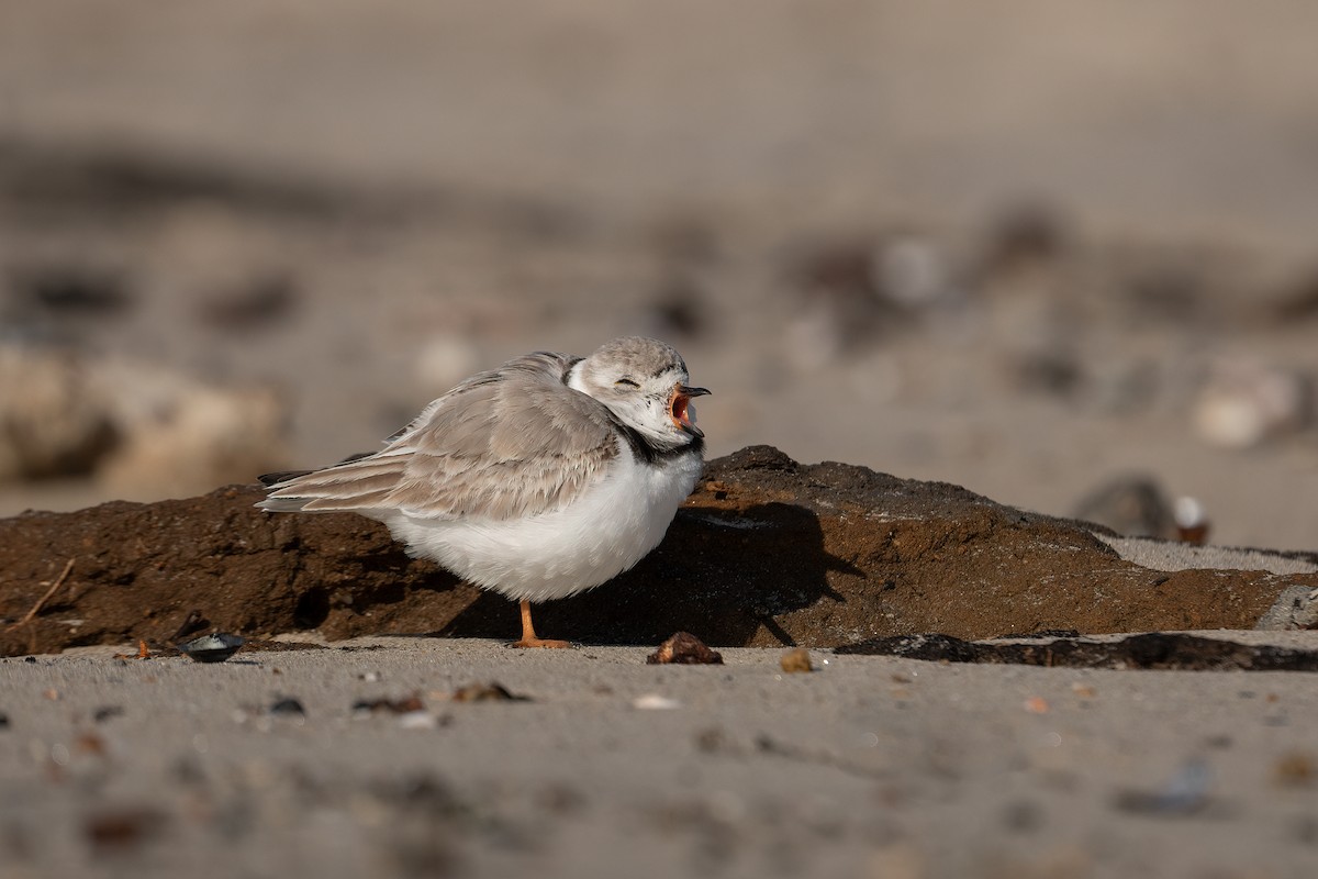 Piping Plover - ML543631671