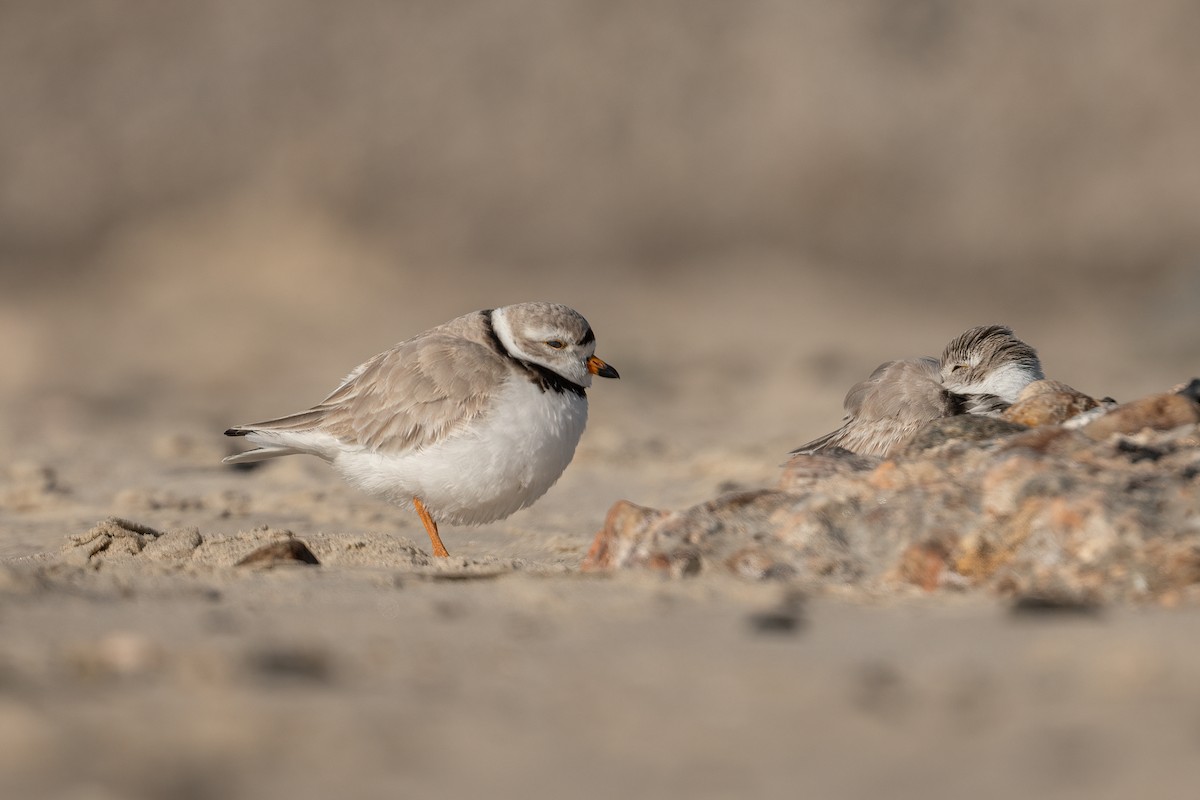 Piping Plover - ML543631681