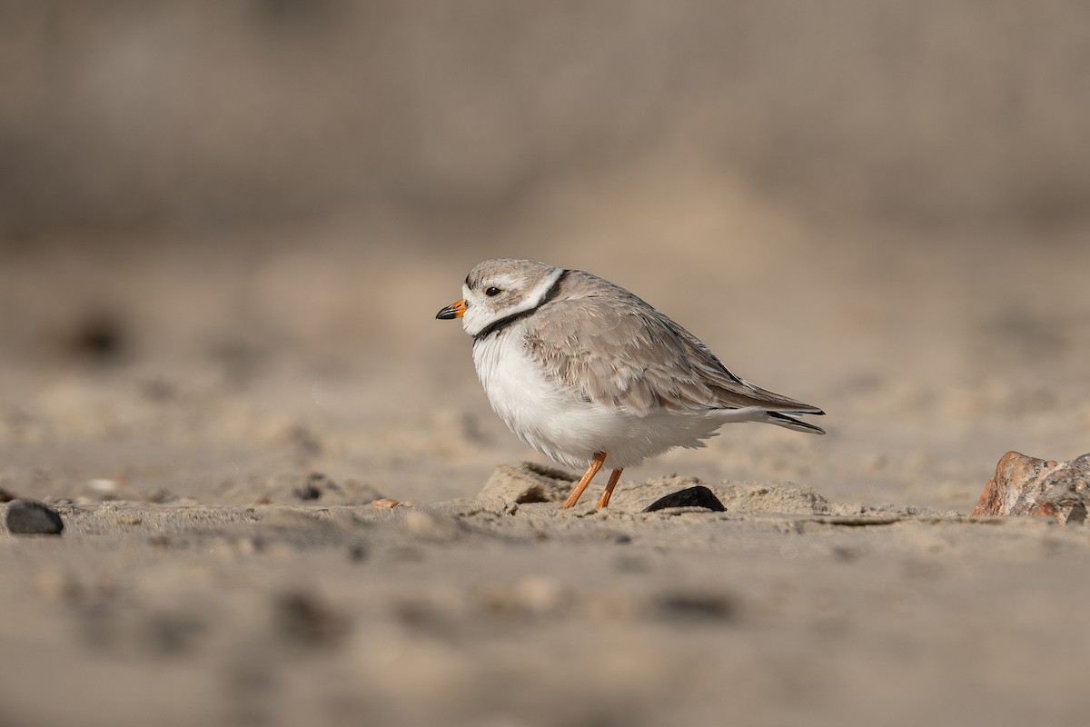Piping Plover - ML543631691