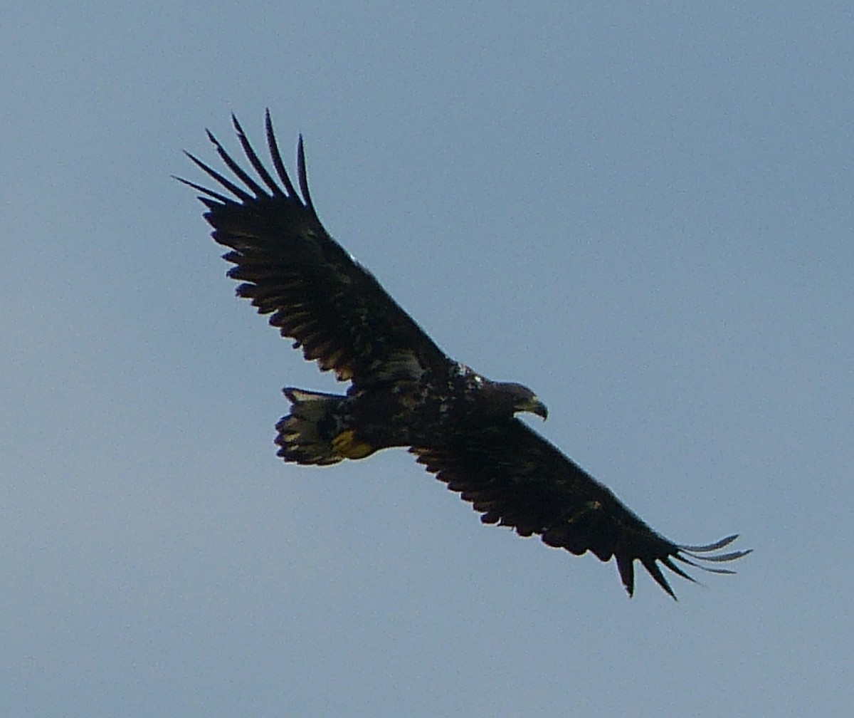 White-tailed Eagle - ML543632121