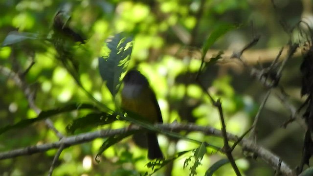 Gray-headed Canary-Flycatcher - ML543633291