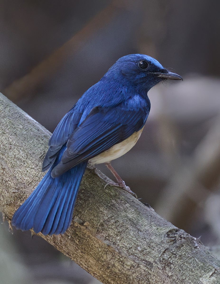 Blue-throated Flycatcher - Manjunath Desai