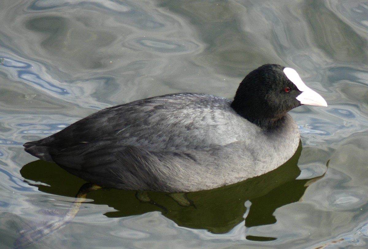Eurasian Coot - Russell Taylor