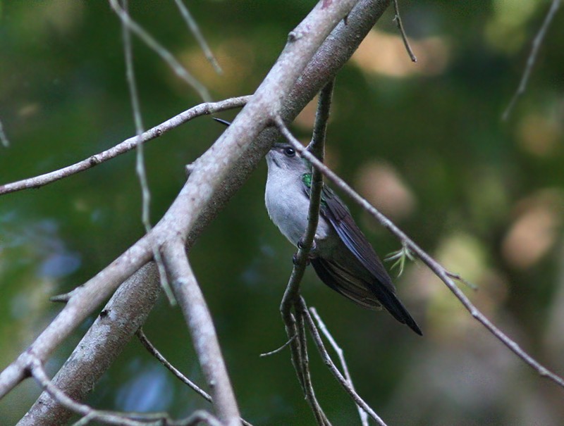 Wedge-tailed Sabrewing (Long-tailed) - ML54363551
