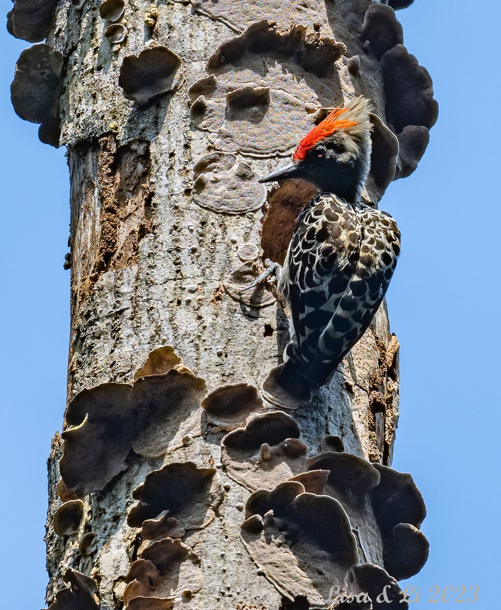 Gray-and-buff Woodpecker - ML543638311