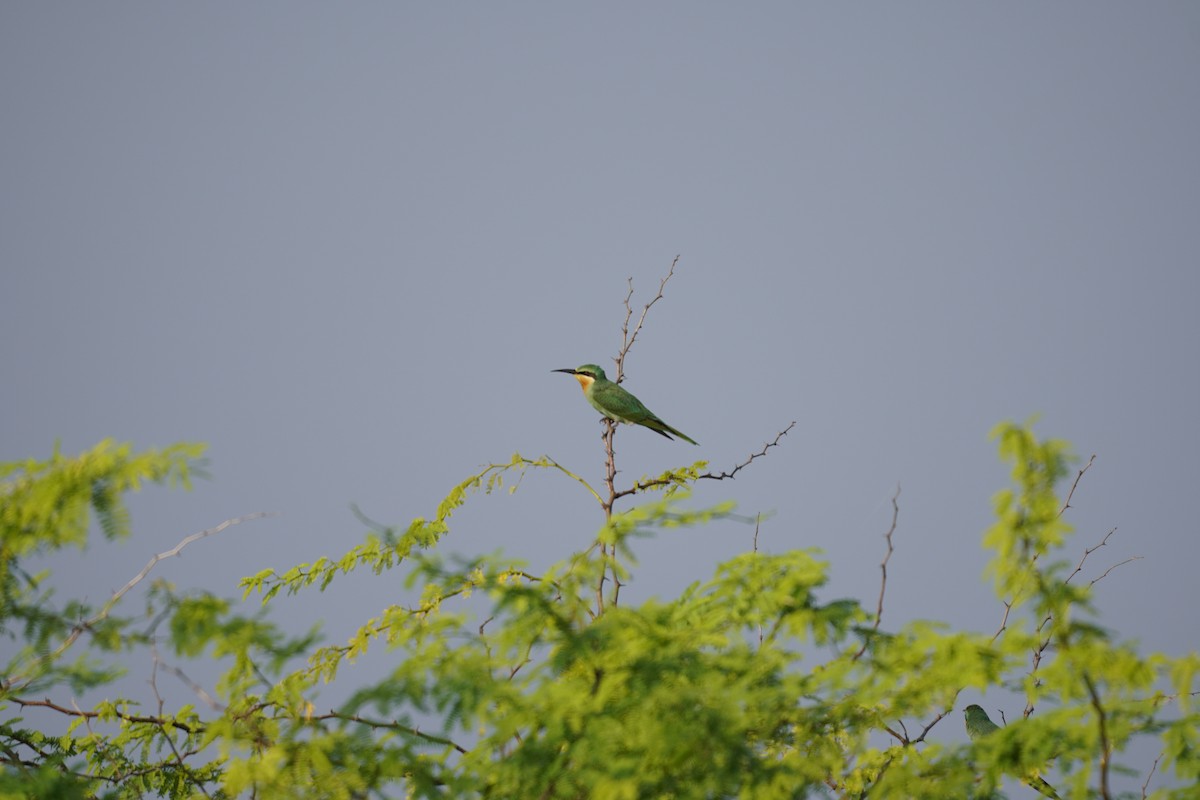Asian Green Bee-eater - Ulva Jyotirmay Janakshree