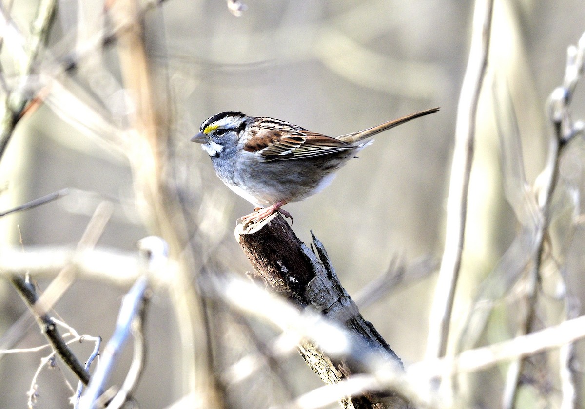 White-throated Sparrow - ML543644191
