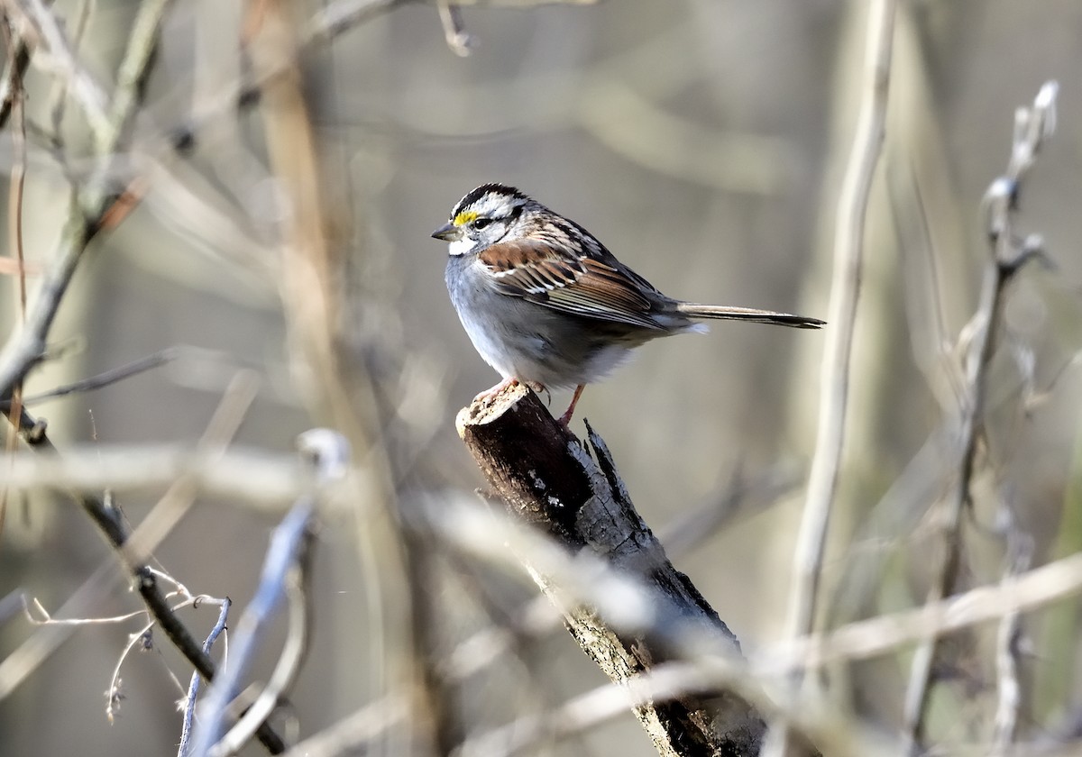 White-throated Sparrow - ML543644201