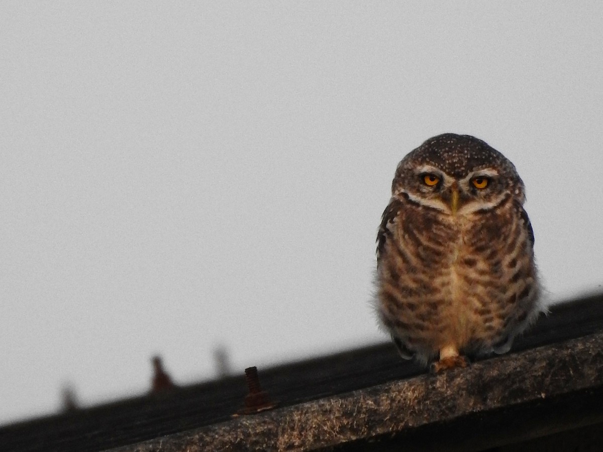 Spotted Owlet - Ulva Jyotirmay Janakshree